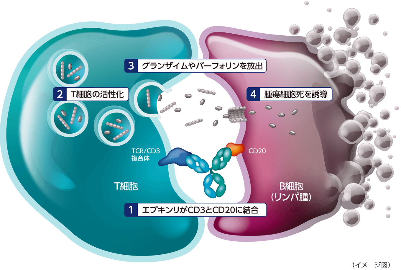 エプキンリ作用機序｜エプキンリ｜製品情報｜A-CONNECT｜アッヴィ合同会社