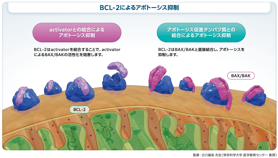 Ven併用療法の相乗効果のメカニズム｜べネクレクスタ｜製品情報｜A