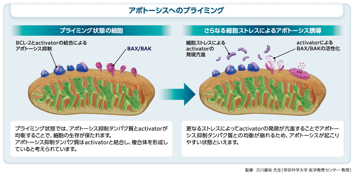 カプセル　細胞活性化 Ven併用療法の相乗効果のメカニズム｜べネクレクスタ｜製品情報｜A