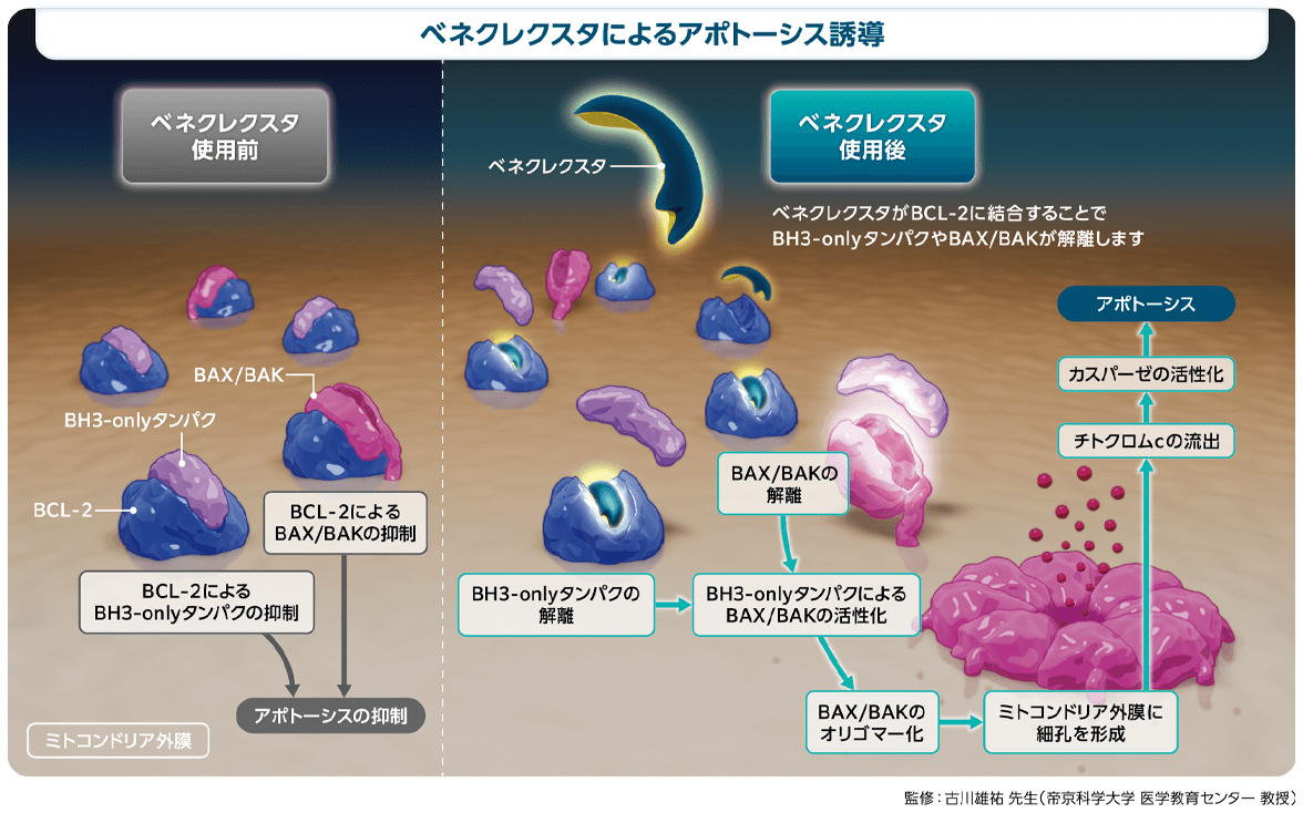 Ven併用療法の相乗効果のメカニズム｜べネクレクスタ｜製品情報｜A