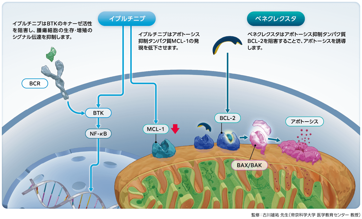 Ven併用療法の相乗効果のメカニズム｜べネクレクスタ｜製品情報｜A